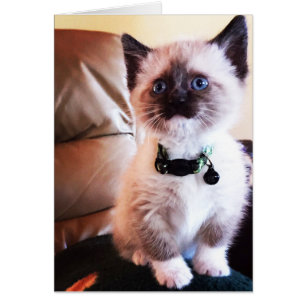 Adsible Siamese Kitten Photograph Blank Inside Ins Hälsningskort