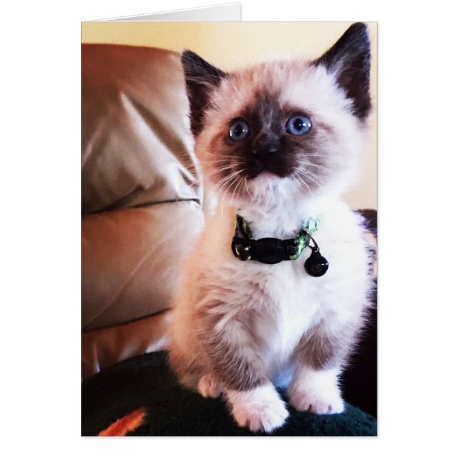 Adsible Siamese Kitten Photograph Blank Inside Ins Hälsningskort (Framsidan)