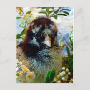 Adsible Silver Laced Cochin Chick with Flowers Vykort