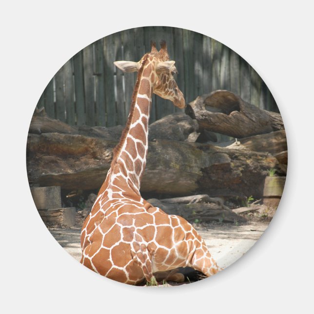 Adsible Sitta Giraffe Magnet (Framsidan)