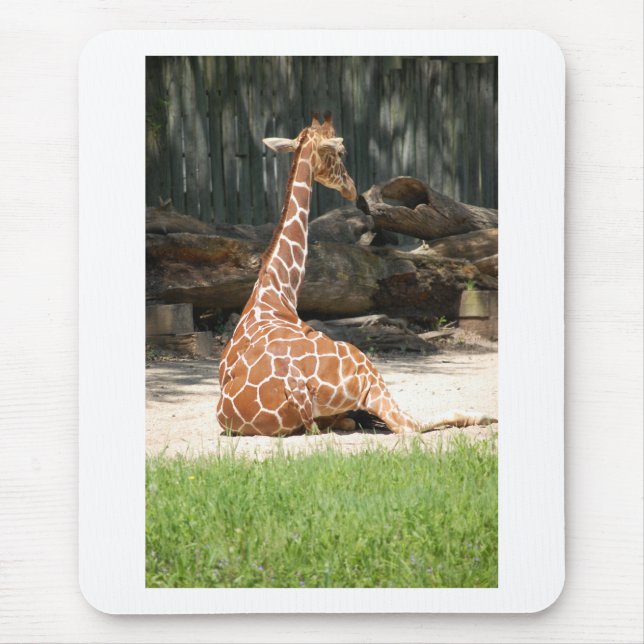 Adsible Sitta Giraffe Musmatta (Framsidan)