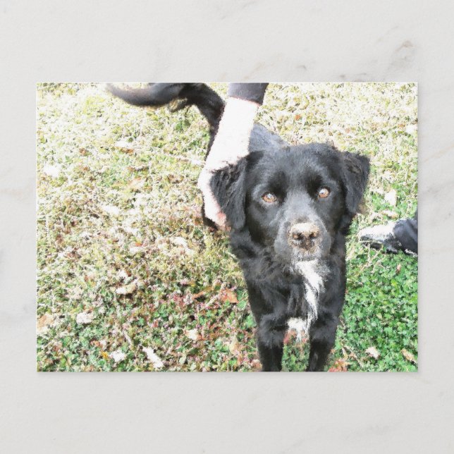 Adsible Smokey Posons for the Camera Vykort (Framsida)