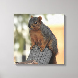 Adsible Squirrel-foto Canvastryck