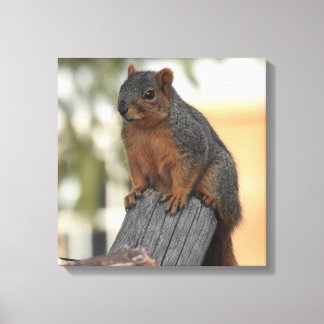 Adsible Squirrel-foto Canvastryck