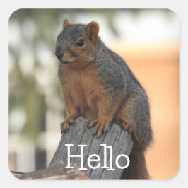 Adsible Squirrel-foto | HEJ Fyrkantigt Klistermärke