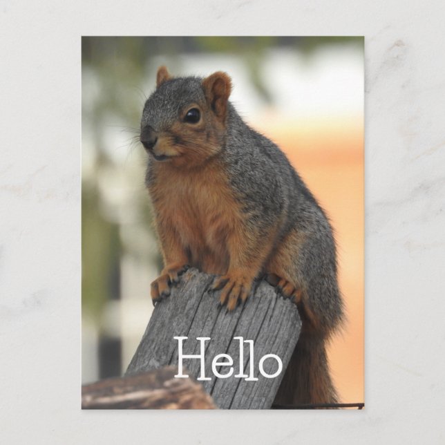 Adsible Squirrel-foto | HEJ Vykort (Framsida)
