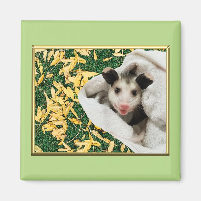 Adsible Sweet Baby Opossum Magnet (Framsidan)
