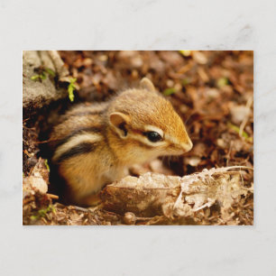 Adsible Teeny Baby Chipmunk Postcard Vykort