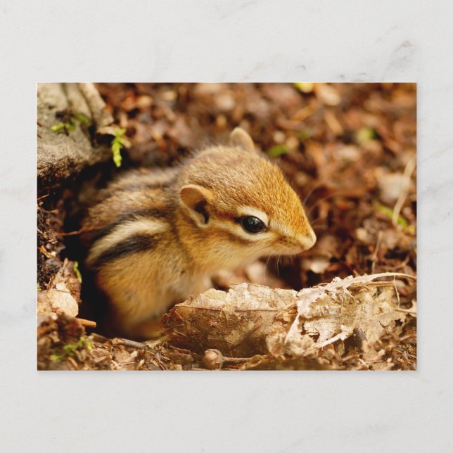 Adsible Teeny Baby Chipmunk Postcard Vykort (Framsida)