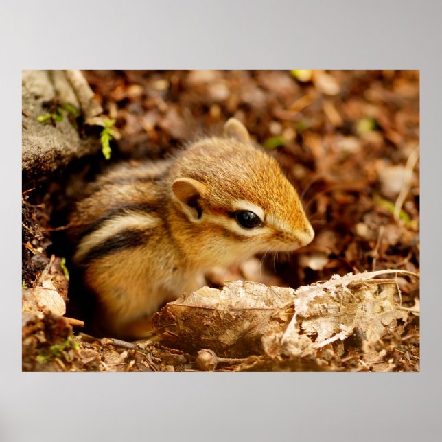 Adsible Teeny Baby Chipmunk Poster (Framsidan)
