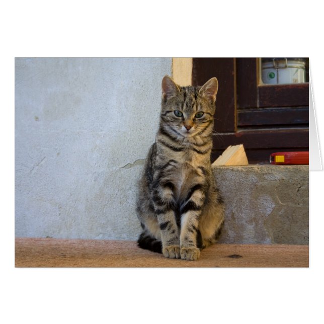 Adsible Tiger Cat Baby Hälsningskort (Framsidan Horizontal)