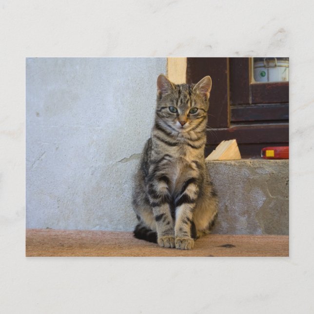 Adsible Tiger Cat Baby Vykort (Framsida)
