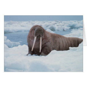Adsible Walrus Hälsningskort