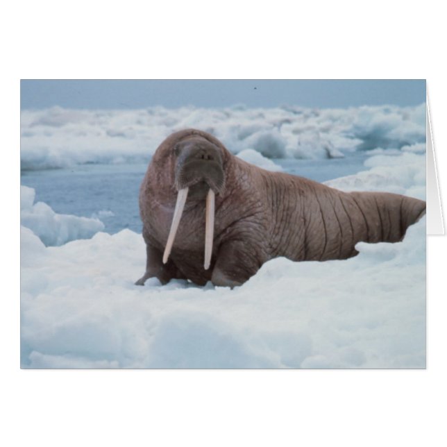 Adsible Walrus Hälsningskort (Framsidan Horizontal)