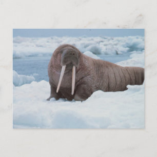 Adsible Walrus Vykort