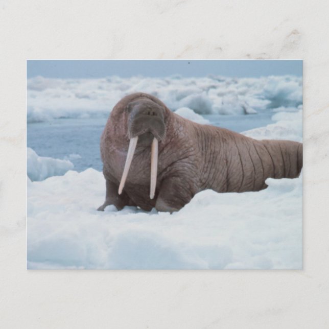 Adsible Walrus Vykort (Framsida)