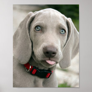 Adsible weimaraner puppy poster