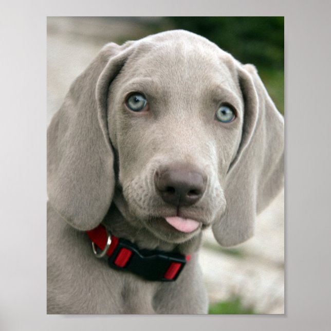 Adsible weimaraner puppy poster (Framsidan)