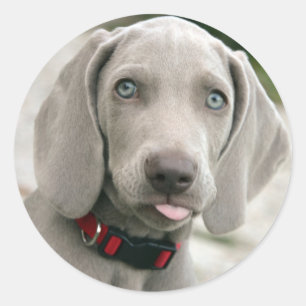 Adsible weimaraner puppy runt klistermärke