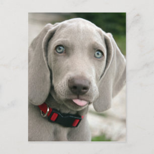 Adsible weimaraner puppy vykort