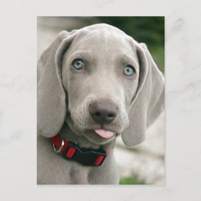 Adsible weimaraner puppy vykort (Framsida)