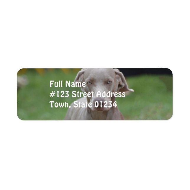 Adsible Weimaraner Returadress Etikett (Framsidan)