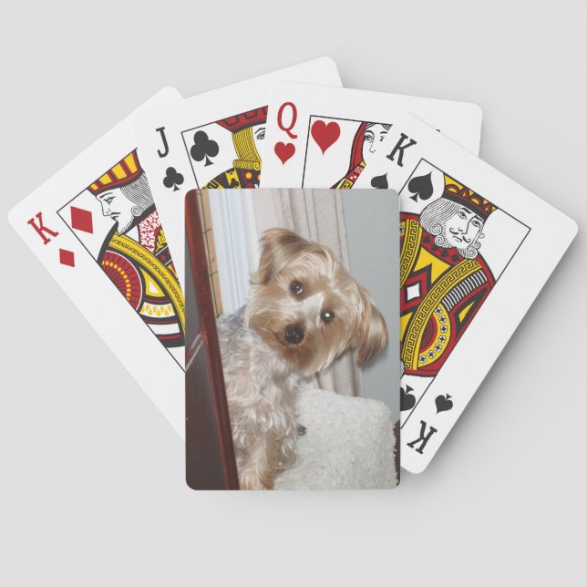 Adsible Westie/Yorkie Casinokort (Baksidan)