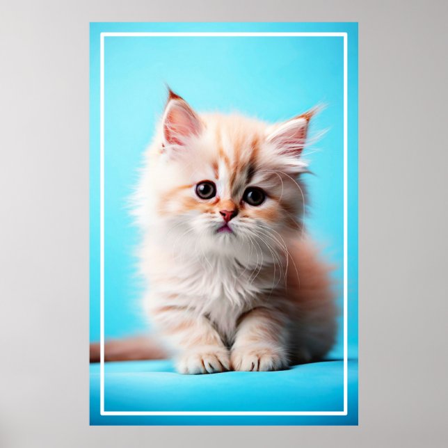 Adsible White Kitten Potrait-54971 Poster (Framsidan)
