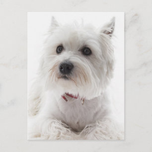 Adsible White Väster Highland Terrier Vykort