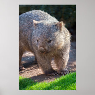 Adsible Wombat Poster
