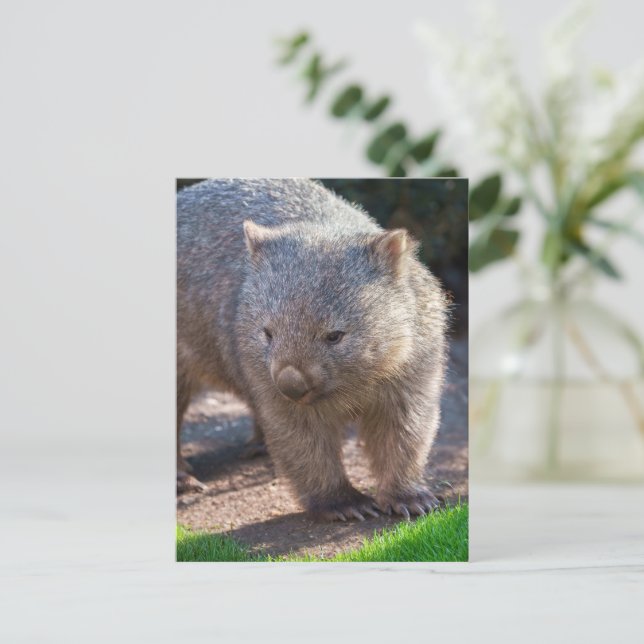Adsible Wombat Vykort (Stående Fram)