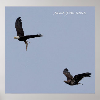 Adult and immature eagles poster