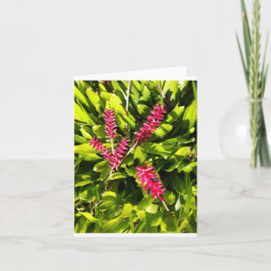 Aechmea Bromeliad-fotomappat anteckningskort