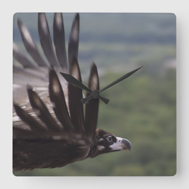 Aegypius monachus fyrkantig klocka (Framsida)