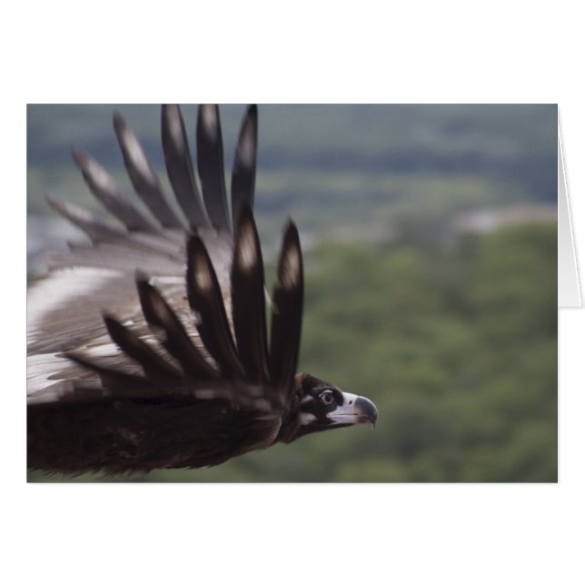 Aegypius monachus hälsningskort (Framsidan Horizontal)
