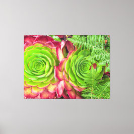 Aeonium Canvastryck