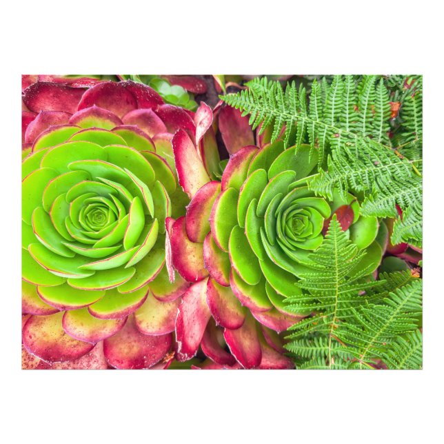 Aeonium Fototryck (Framsidan)