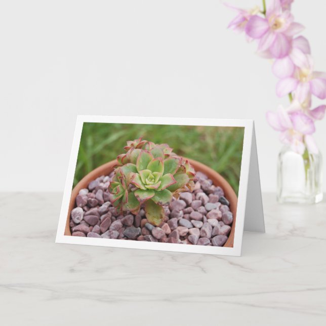 Aeonium Havärdelii, Haworth's Succulent Plant Kort (Orkide)