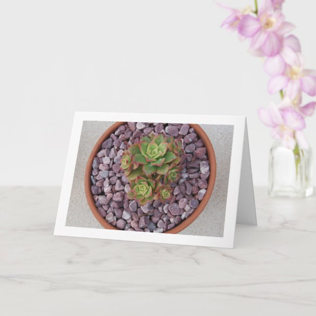Aeonium Havärdelii, Haworth's Succulent Plant Kort (Orkide)
