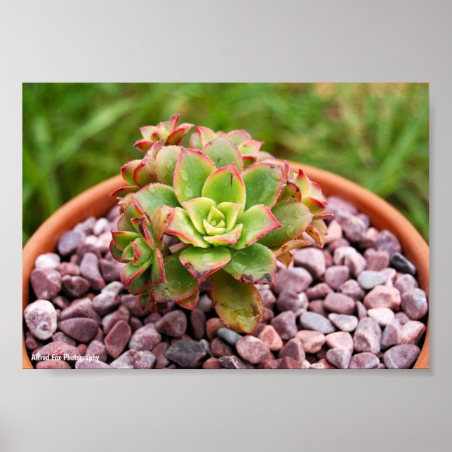 Aeonium Haworthii, Haworths Sukkulenta Växt Poster (Framsidan)