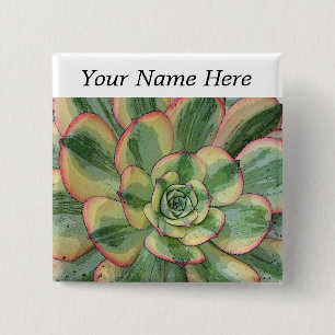 Aeonium"Sunburst" klämma fastbaksida knäppas nam Knapp