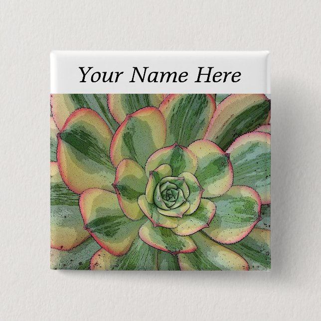Aeonium"Sunburst" klämma fastbaksida knäppas namn Knapp (Framsida)