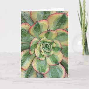 Aeonium 'Sunburst' notecard Kort
