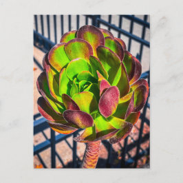 Aeoniumrosett Vykort