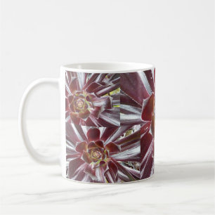 AeoniumZwartkop suckulent mugg