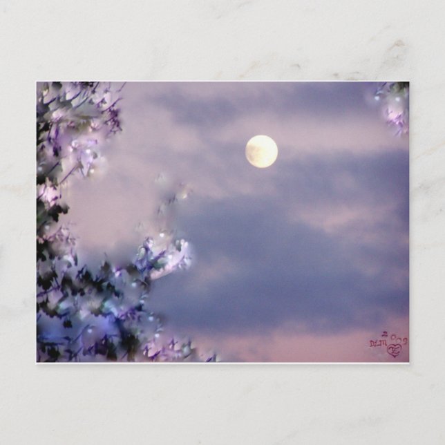 Aerial's Gift Vykort (Framsida)