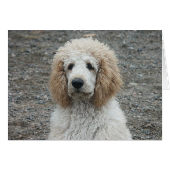 Aero-4 Hälsningskort (Framsidan Horizontal)