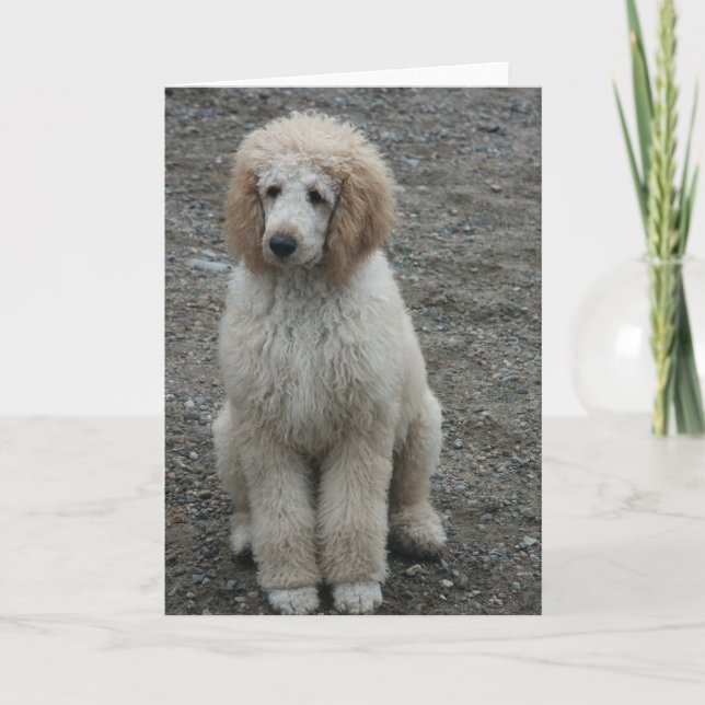 Aero 7 kort (Framsida)