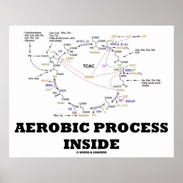 Aerob Processaa insida (Krebs Cycle) Poster (Framsidan)