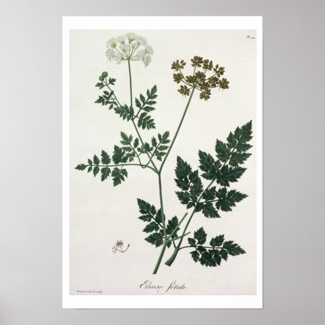 Aethusa Cynapium från "Phytographie Medicale" av J Poster (Framsidan)